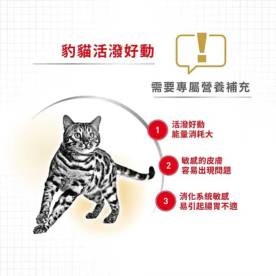 ROYAL CANIN 法國皇家貓乾糧 - 孟加拉豹貓成貓  / FBN BENGAL ADULT 2KG,10KG