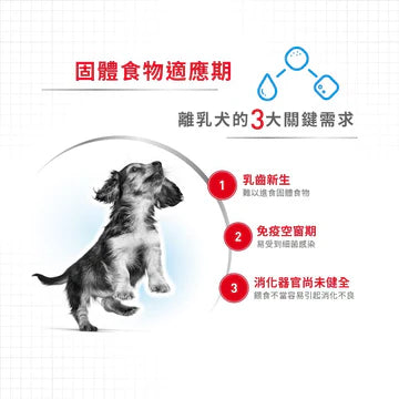 ROYAL CANIN 法國皇家狗濕糧 - 授乳母犬及初生犬 (慕斯) 單罐 195G